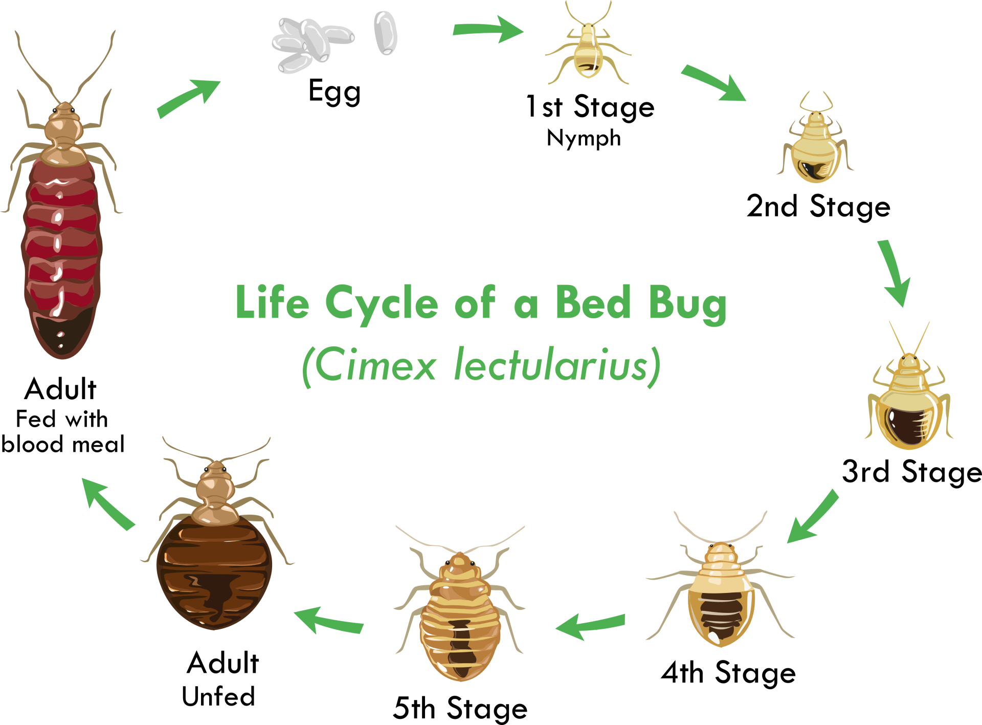 Factors Affecting Bed Bug Lifespan