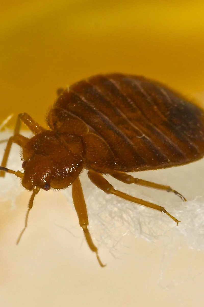 Factors That Affect Bed Bug Jumping Distance