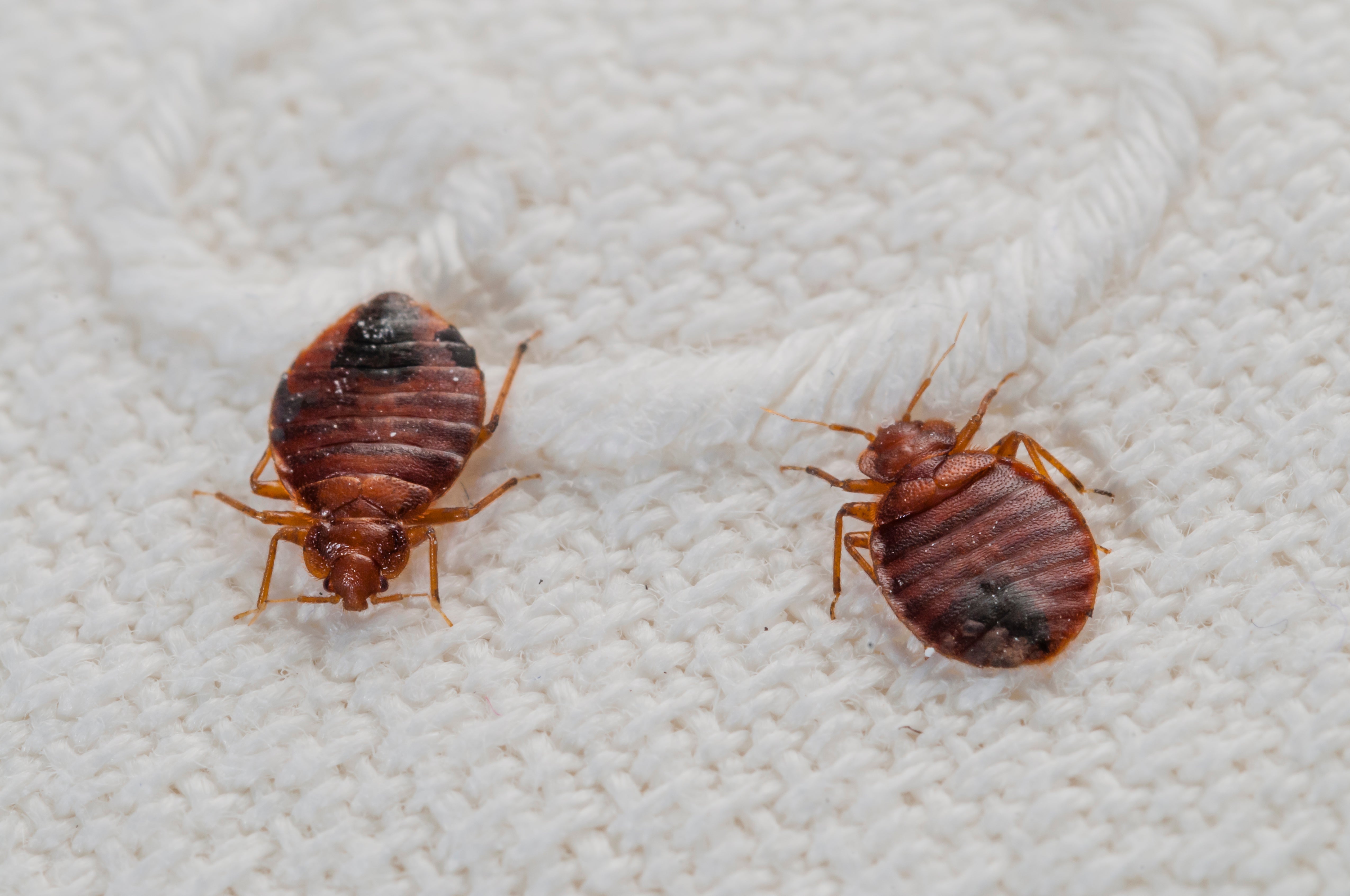 Factors That Affect Bed Bugs’ Life Without Food