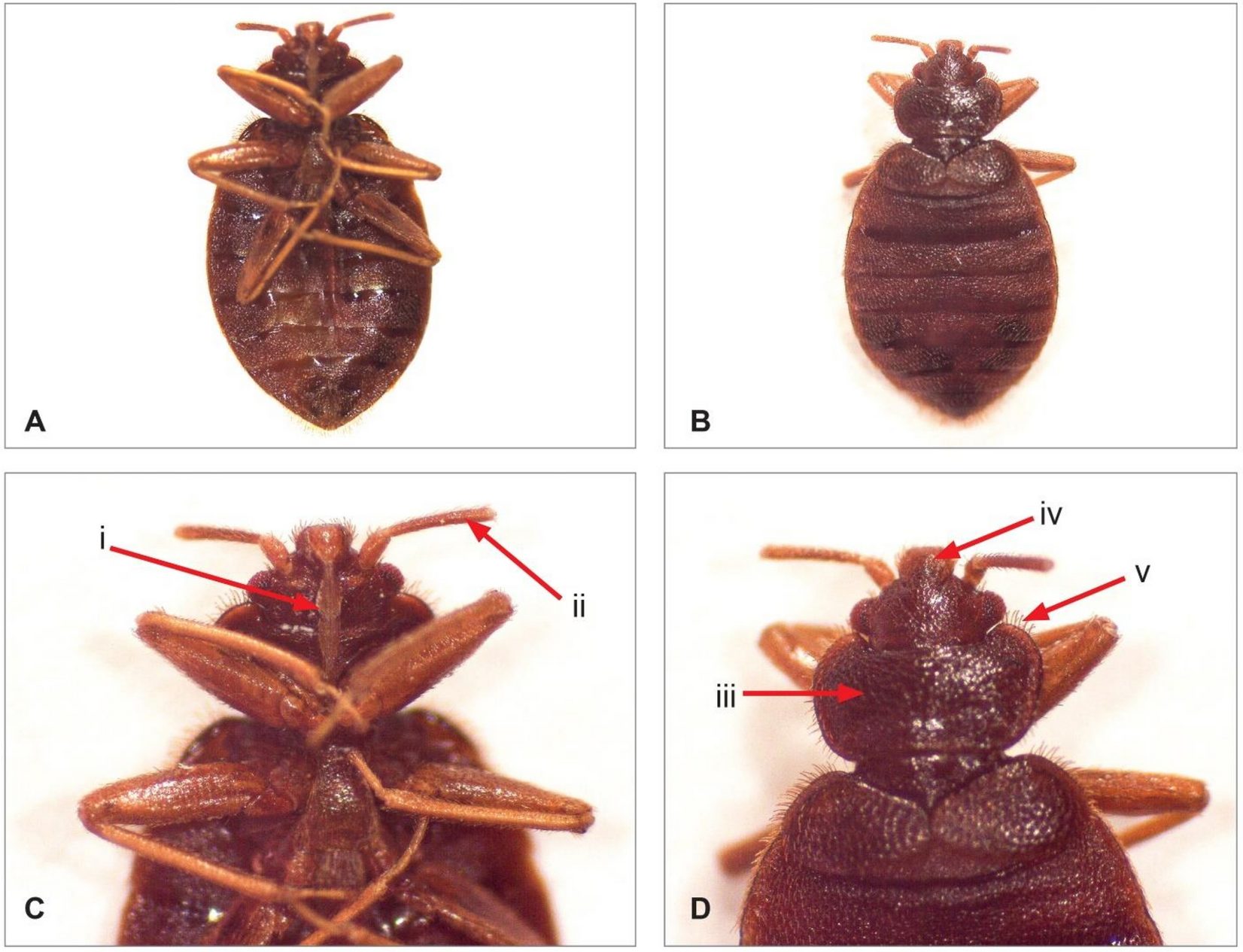 Factors That Affect Killing Bed Bugs In The Dryer