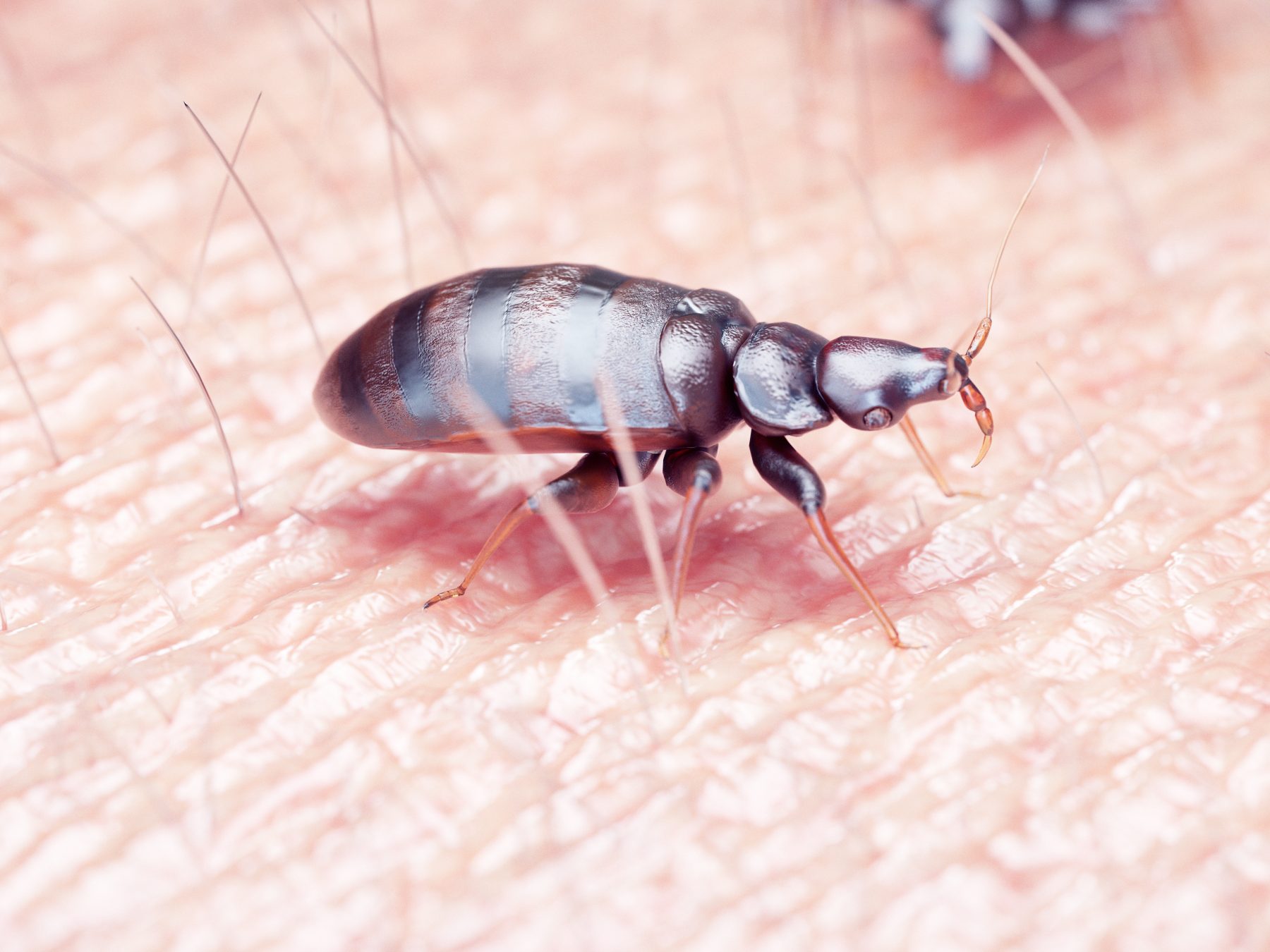 Factors That Attract Bed Bugs To Your Home