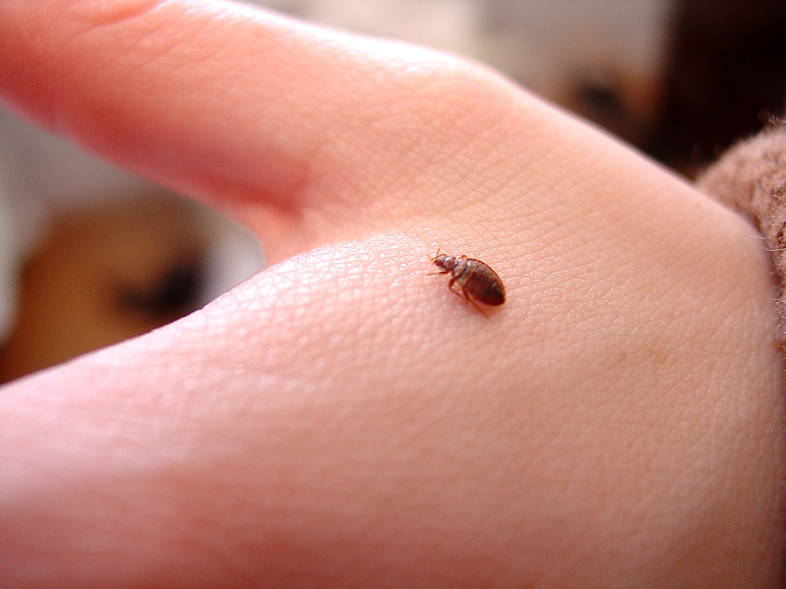 Health Risks Of Squishing Bed Bugs