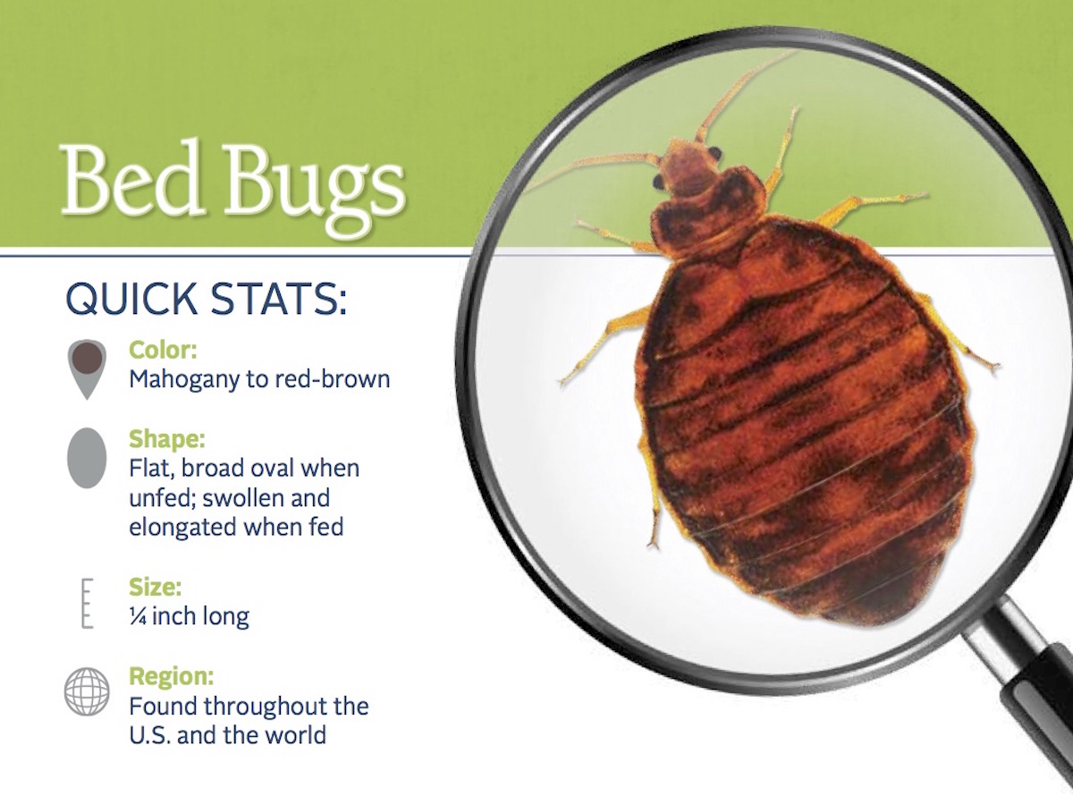 Hiding Habits Of Bed Bugs