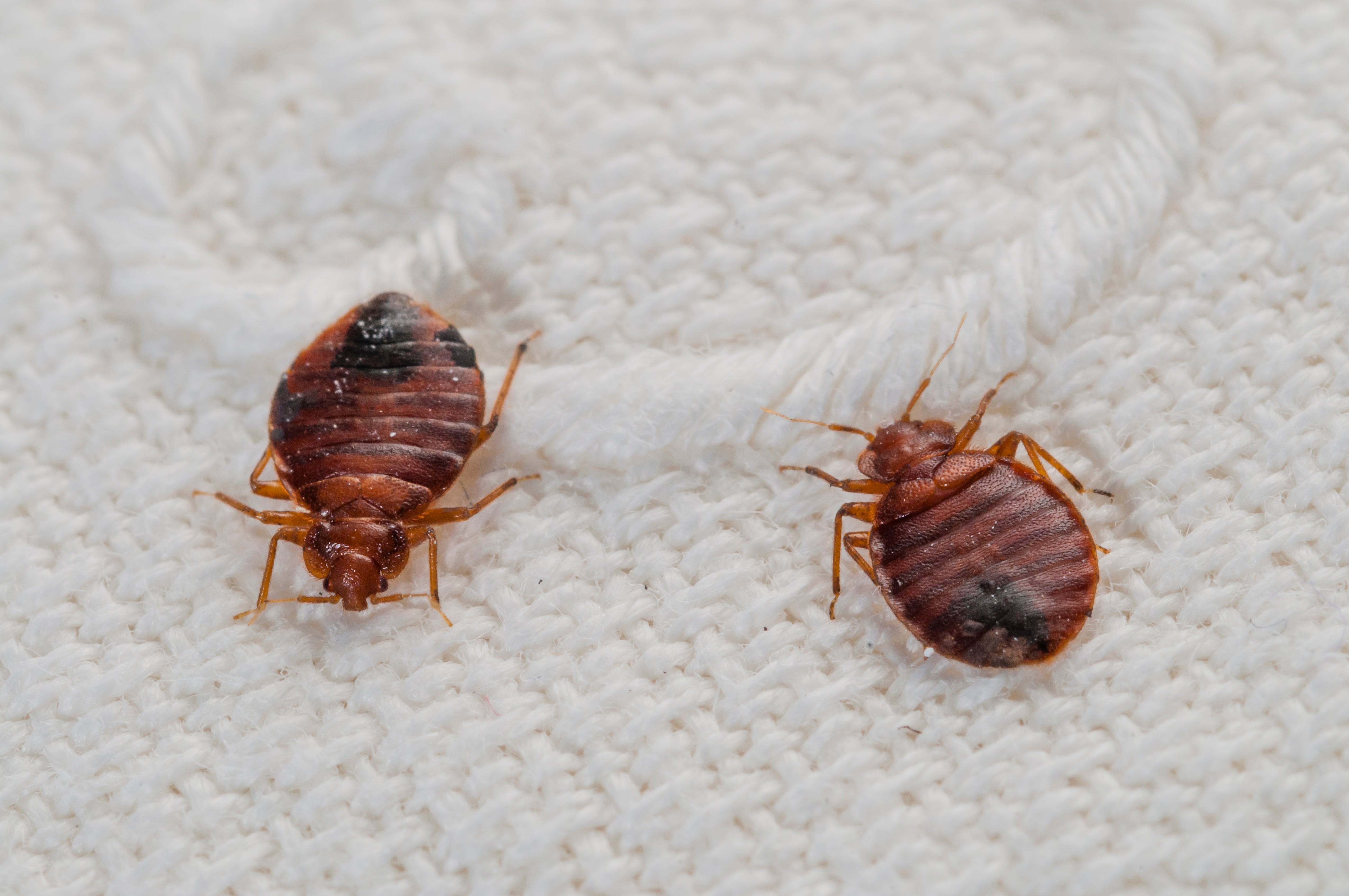 How Bed Bugs Move