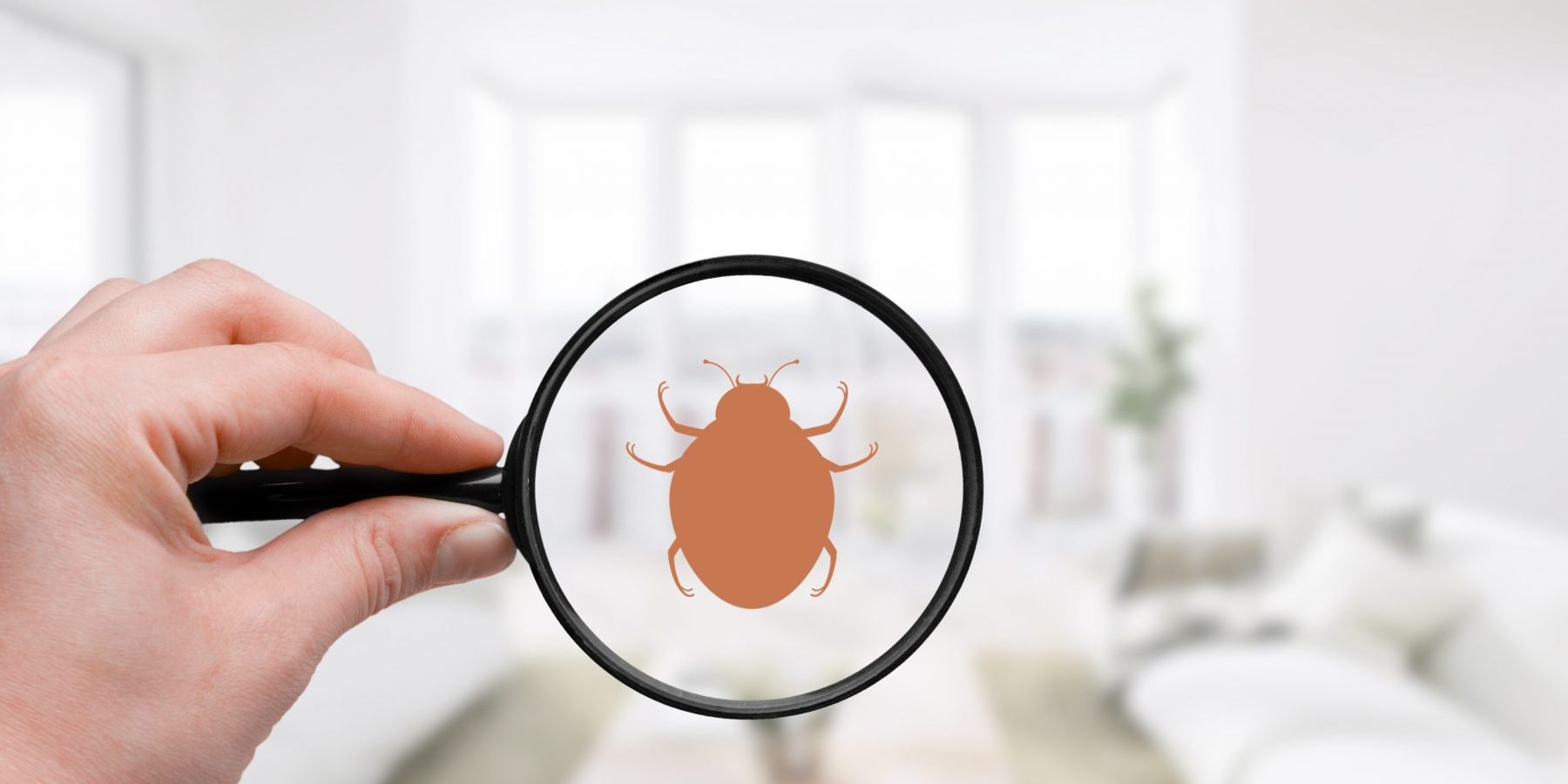 How Bed Bugs Travel From Room To Room