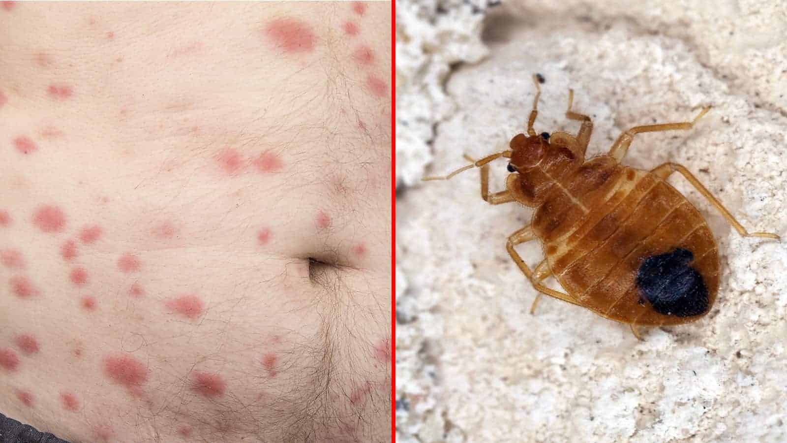 How Color Affects Bed Bugs