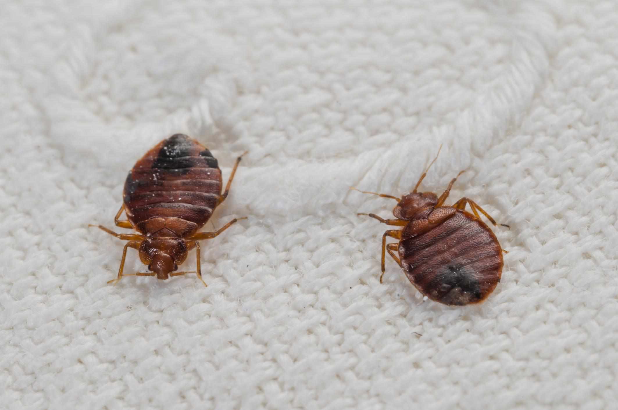  How Do Bed Bugs Get On Clothes? 