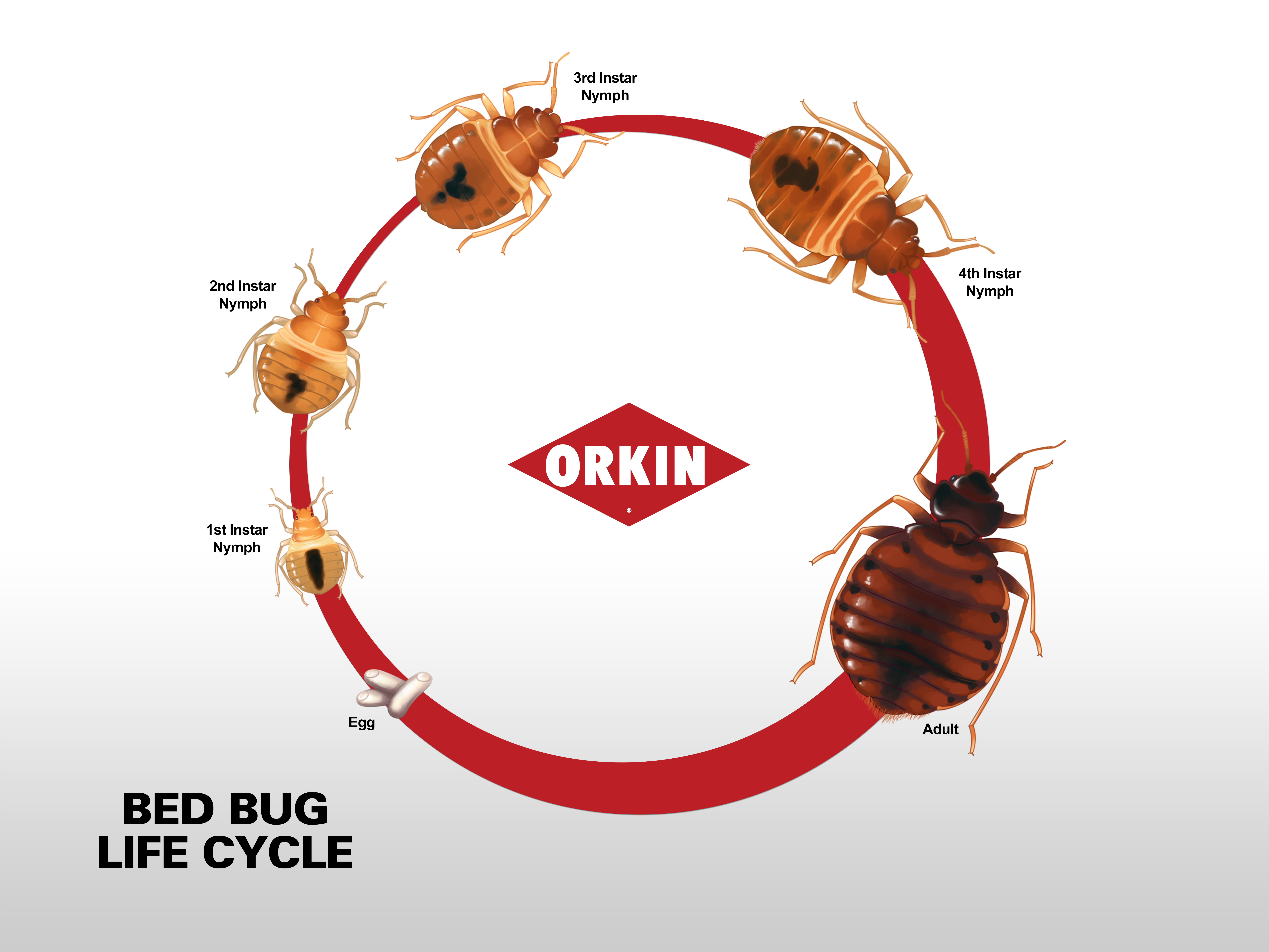 How Do Bed Bugs Reproduce?