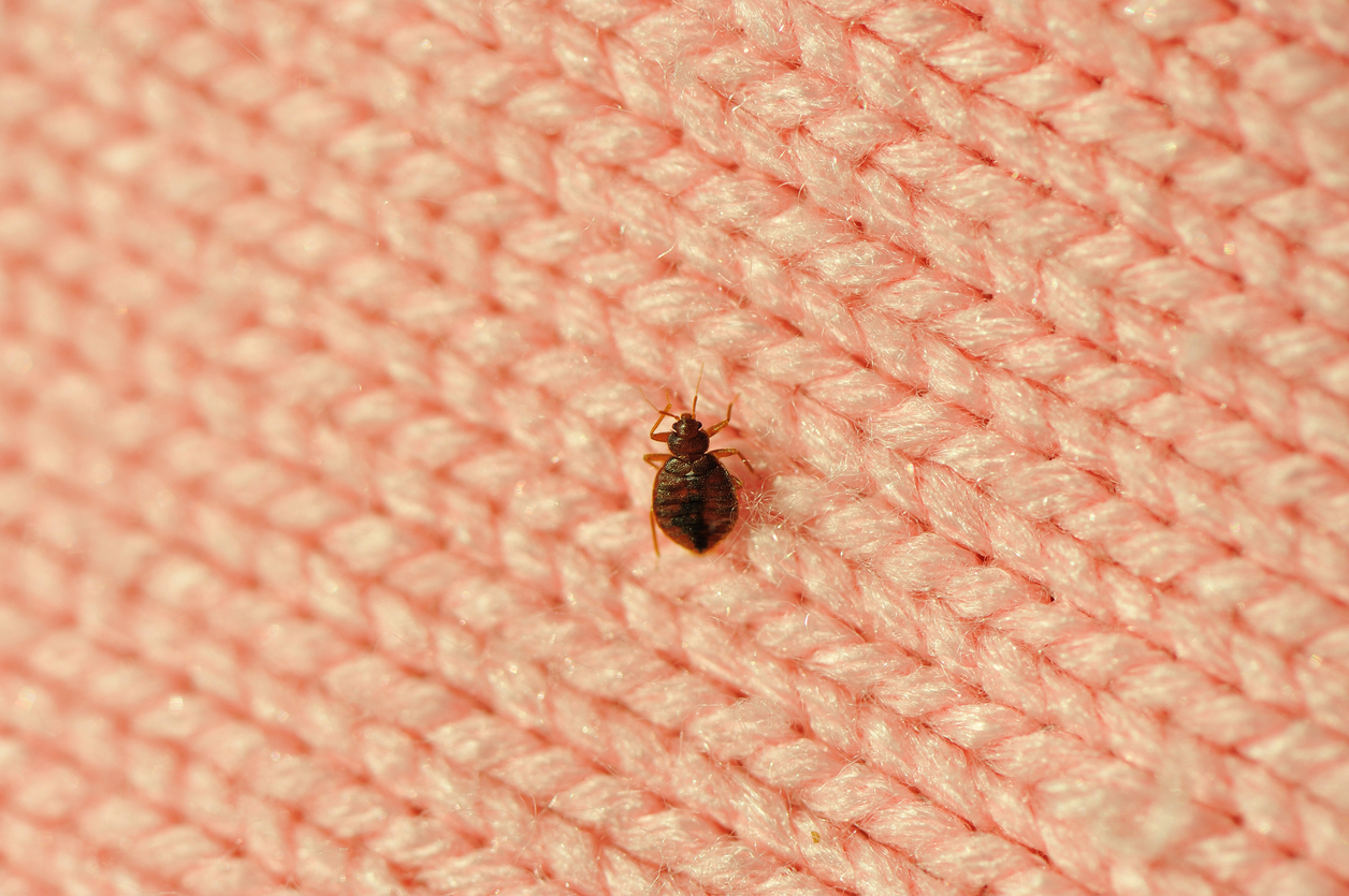 How Do Bed Bugs Smell?