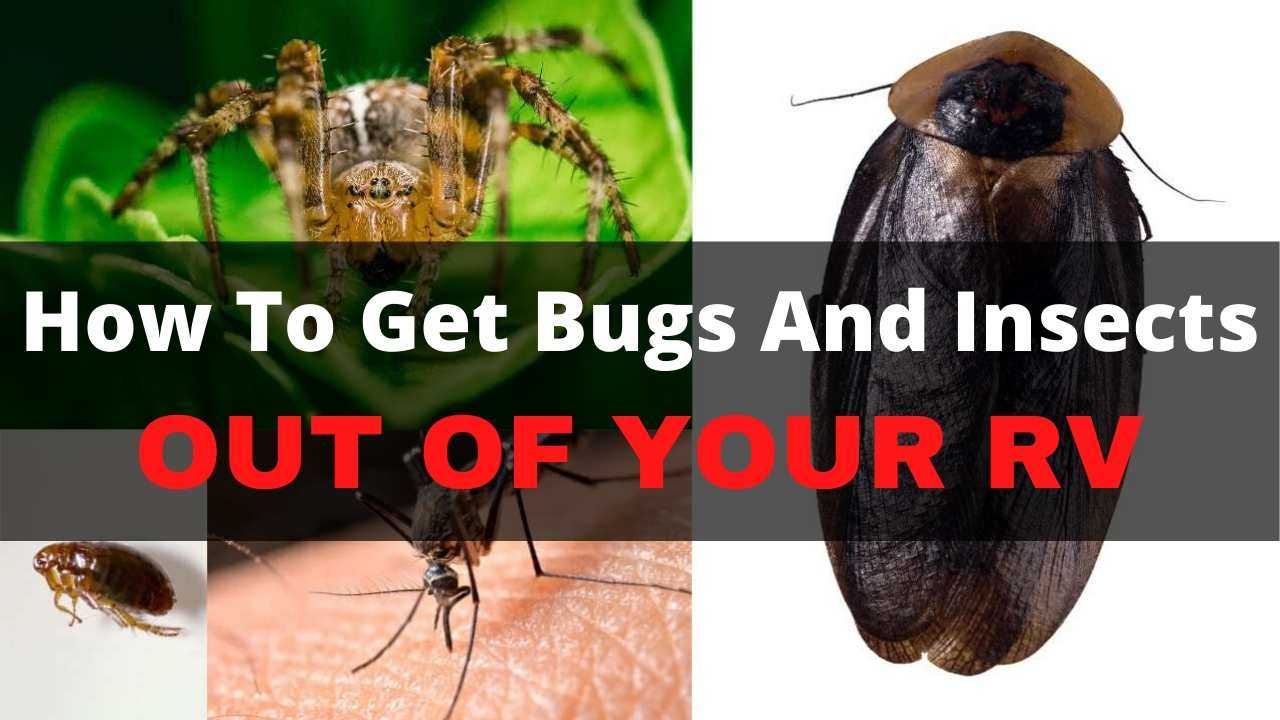 How Do Bugs Get Into An Rv?