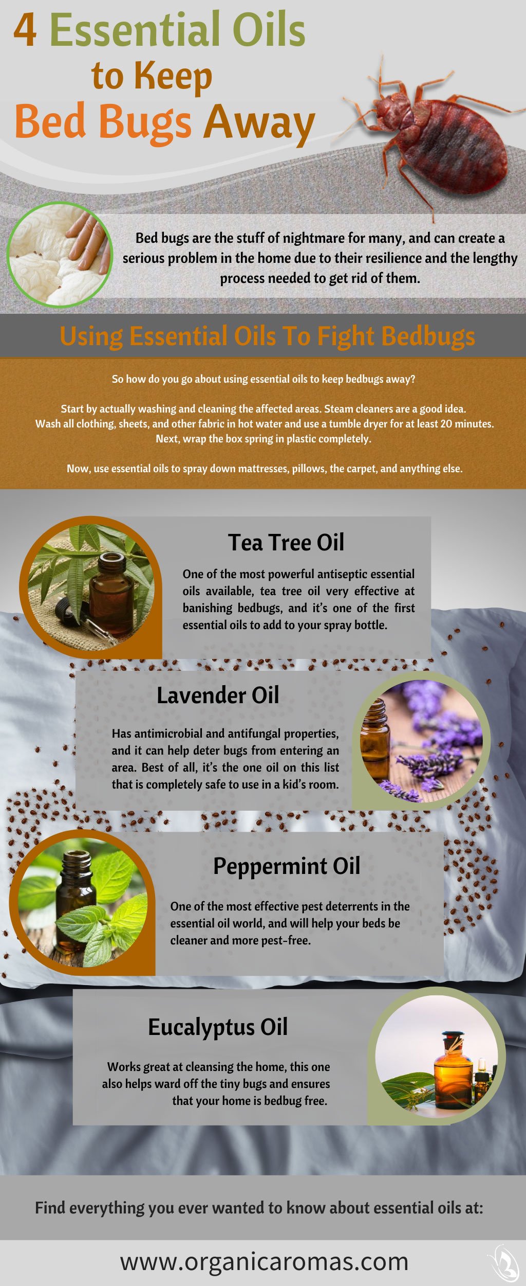 How Does Lavender Oil Help Get Rid Of Bed Bugs?