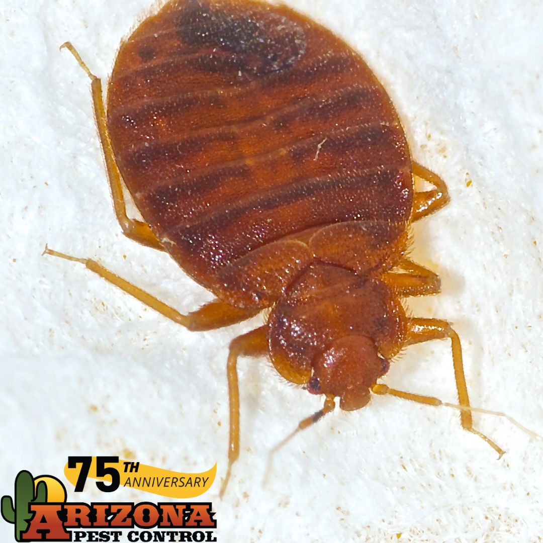 How Effective Are Bed Bug Traps?