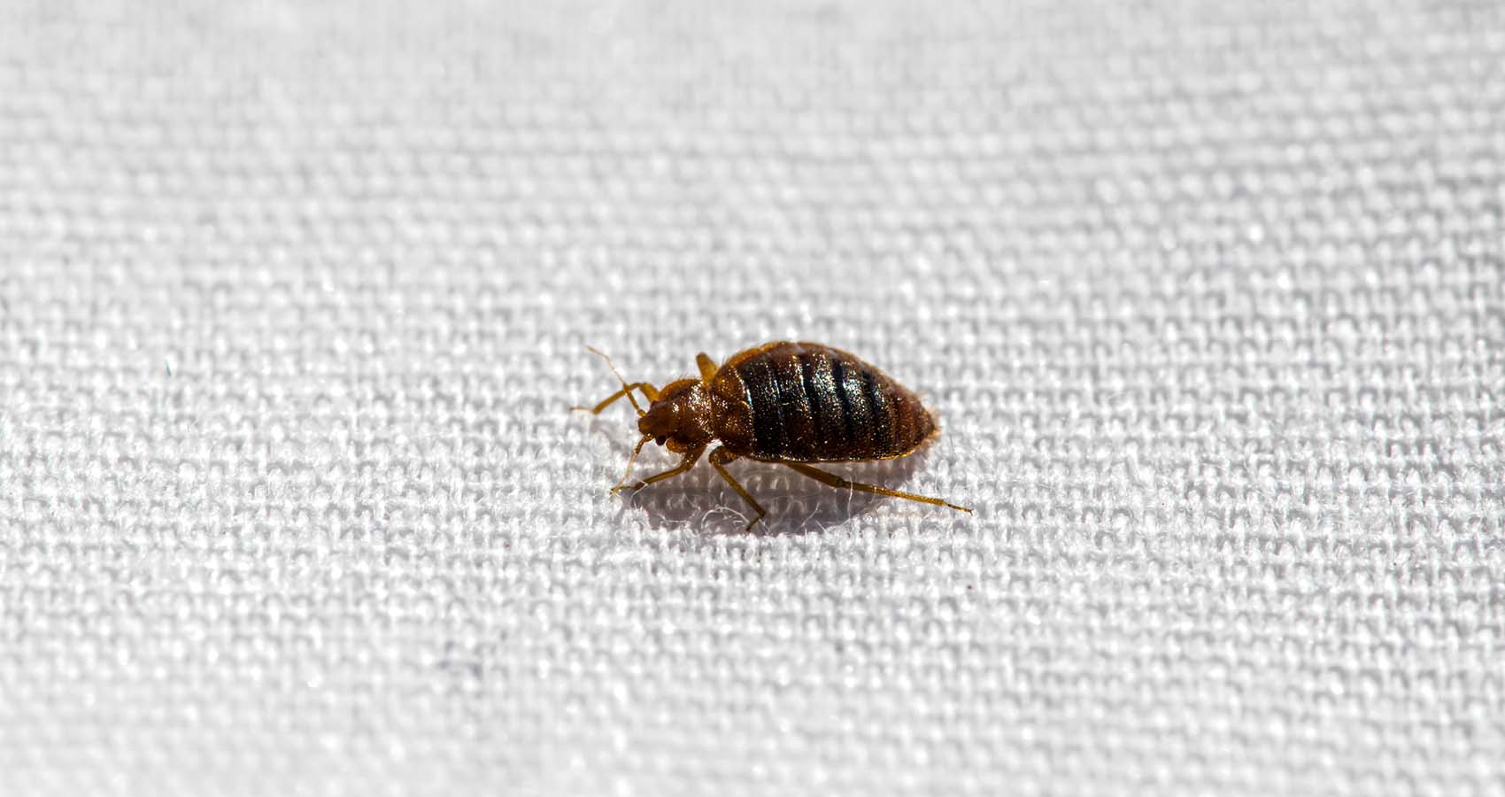 How Far Can Bed Bugs Travel Outside?