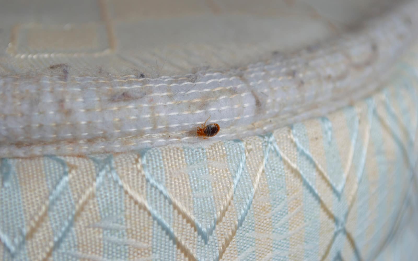 How Long Can Bed Bugs Live In A Mattress?