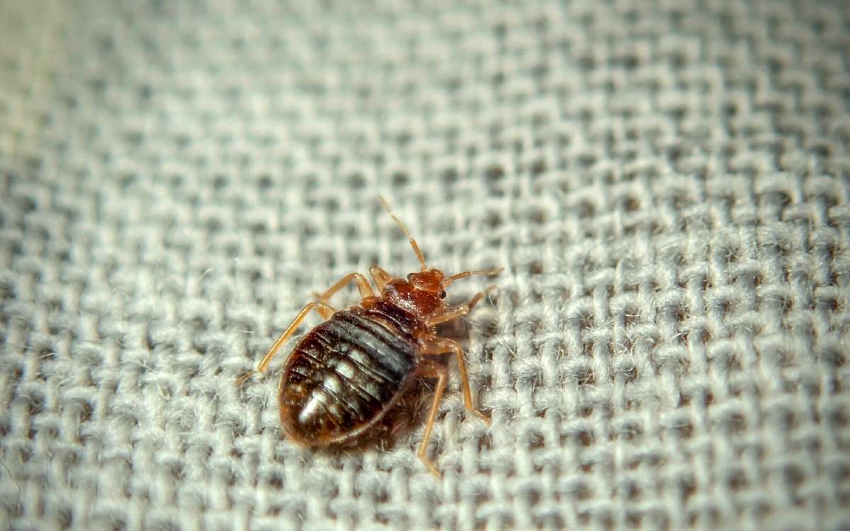 How Long Can Bed Bugs Live In An Empty House?