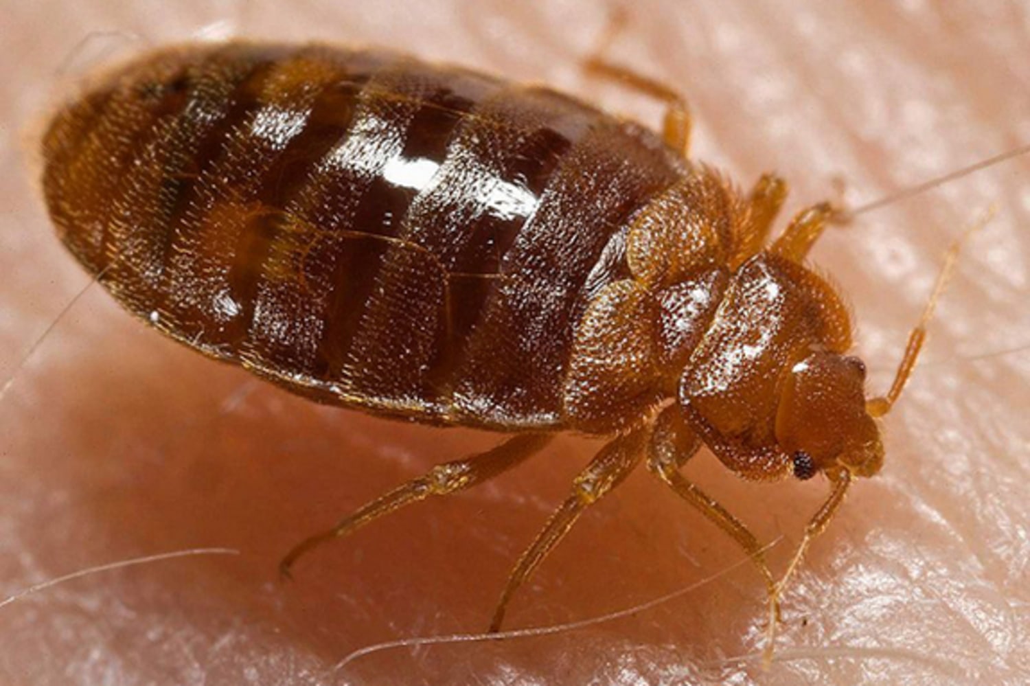 How Long Can Bed Bugs Live In The Cold?