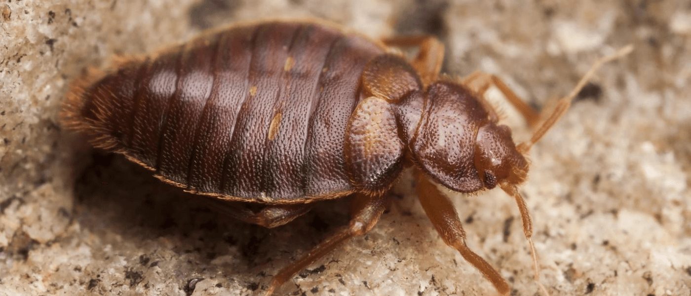 How Long Can Bed Bugs Live Outside?