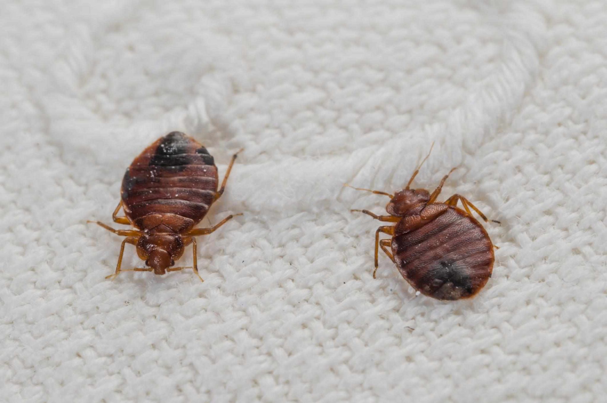 Bugs How Long Do Bed Bugs Live on Clothes?