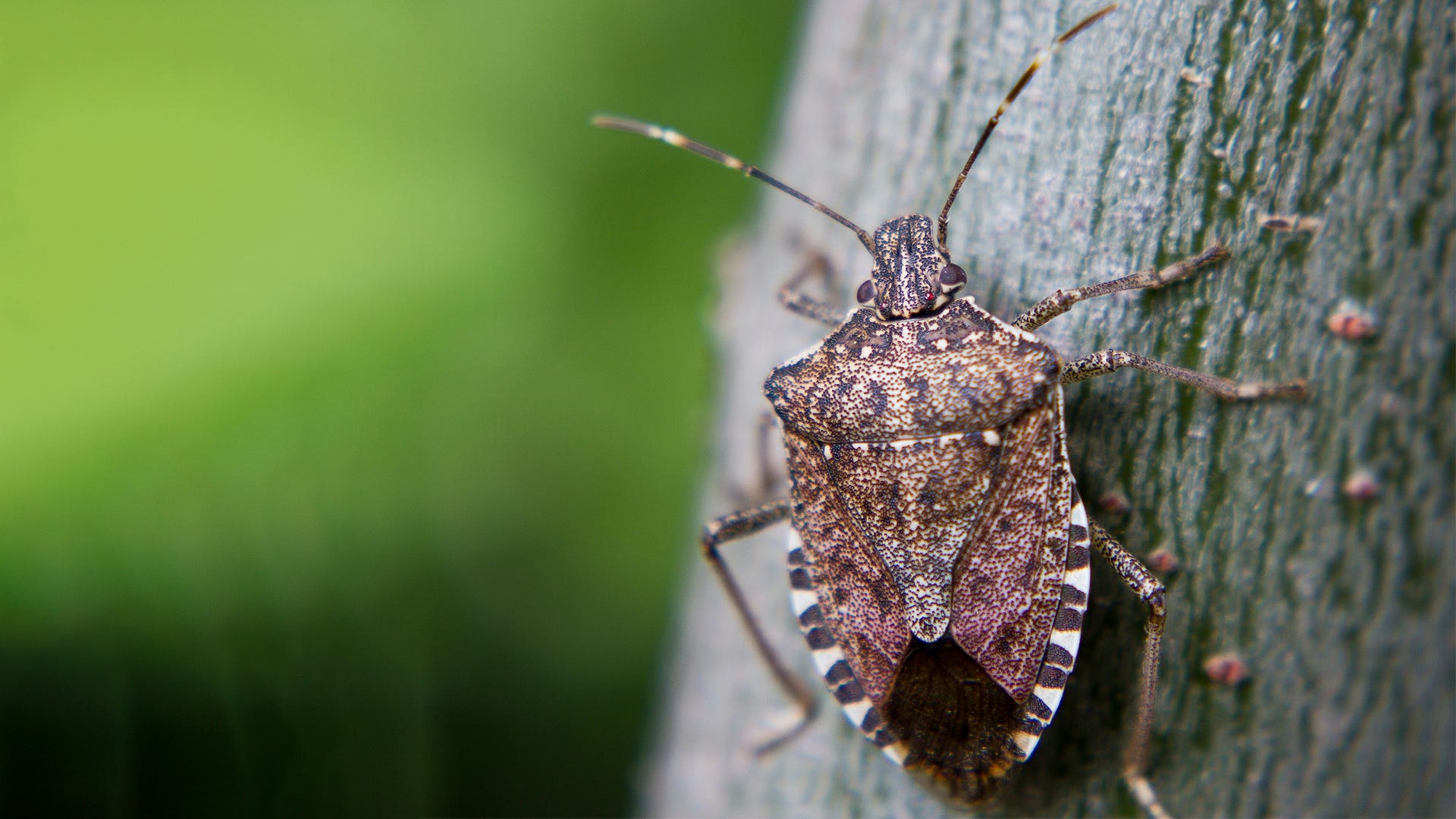 How Long Do Stink Bugs Stay Around?