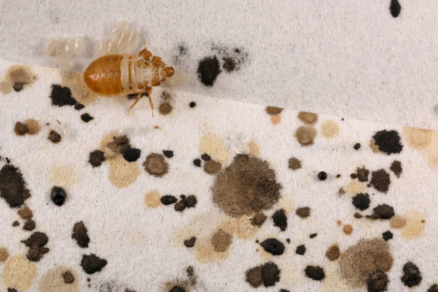 How Long Does Silica Gel Last Against Bed Bugs?