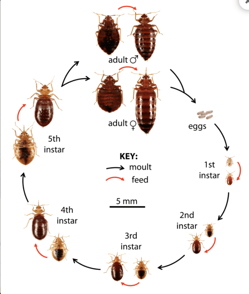 How Many Bed Bugs Hatch From One Egg?