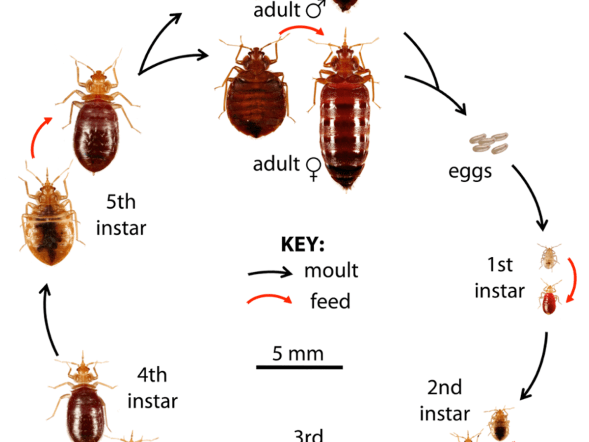 How Many Days Below Freezing To Kill Bed Bugs?