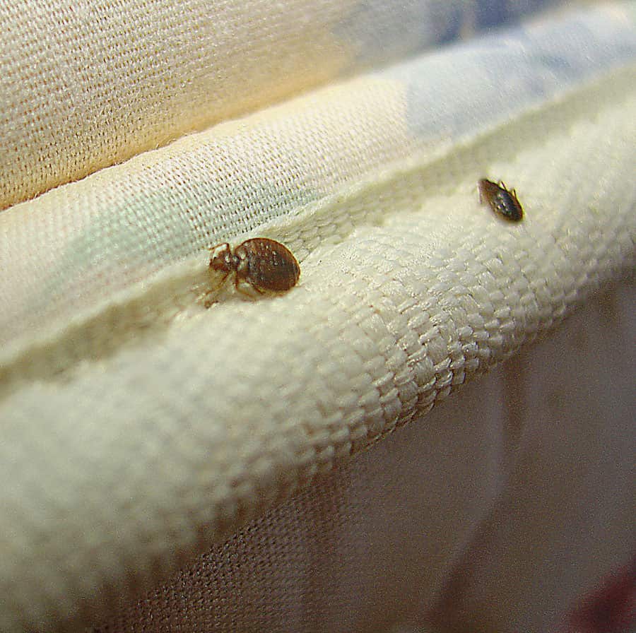 How Often Do Bed Bugs Feed?