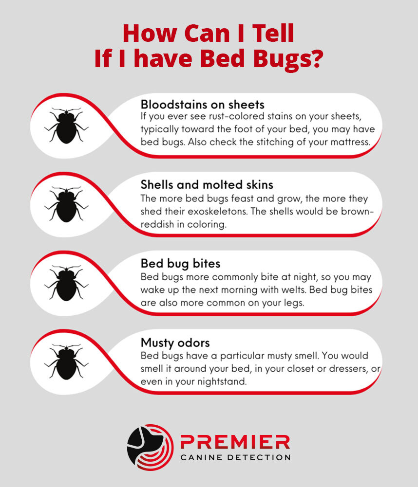 How To Check For Bed Bugs On Dogs