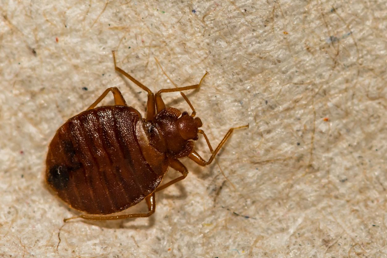 How To Get Rid Of Bed Bugs In Hair