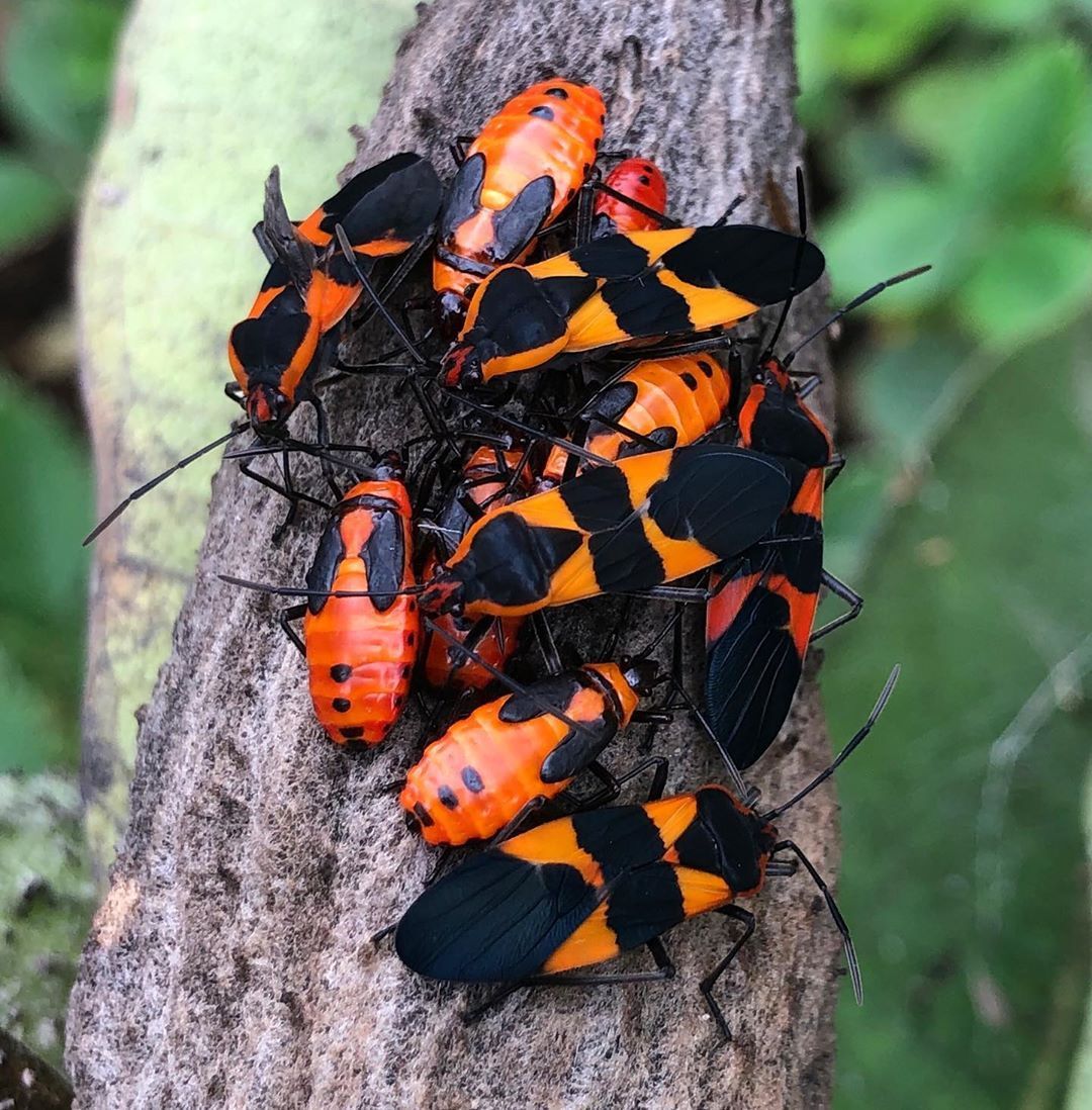 How To Get Rid Of Milkweed Bugs