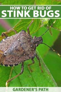 How to Get Rid of Stink Bugs on Tomatoes: Effective Tips for Bug Control