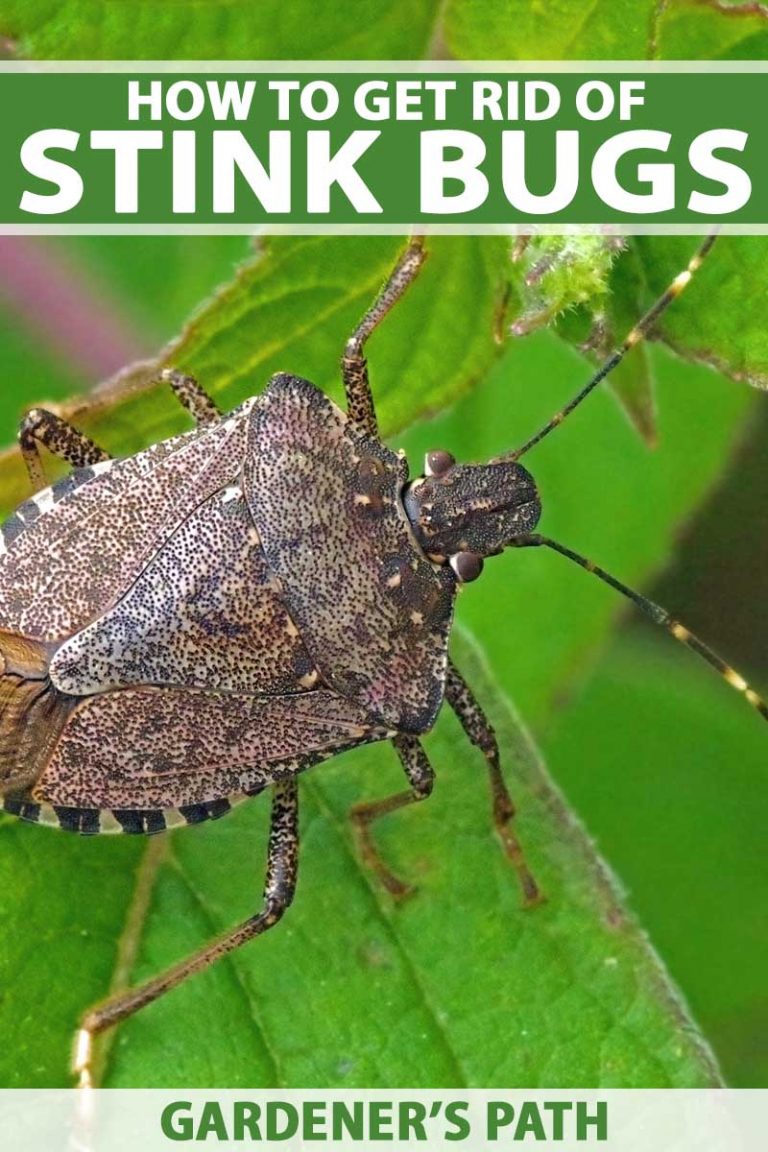 how-to-get-rid-of-stink-bugs-on-tomatoes-effective-tips-for-bug-control