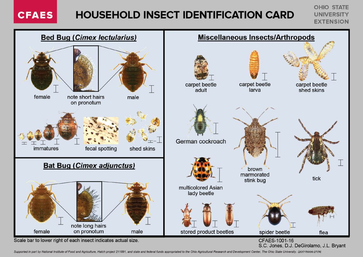 How To Identify Bed Bugs In Apartments