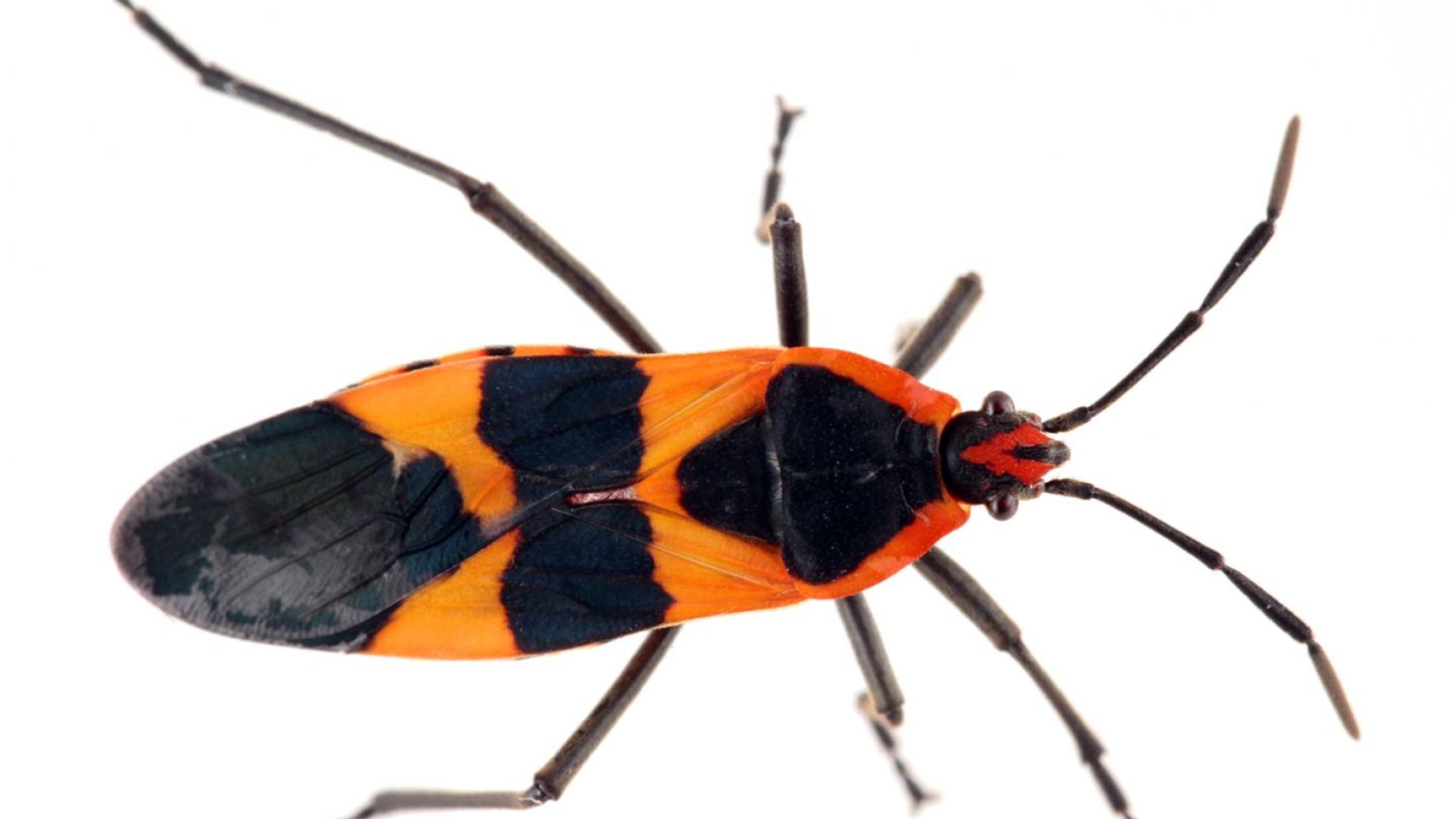 How To Identify Milkweed Bugs