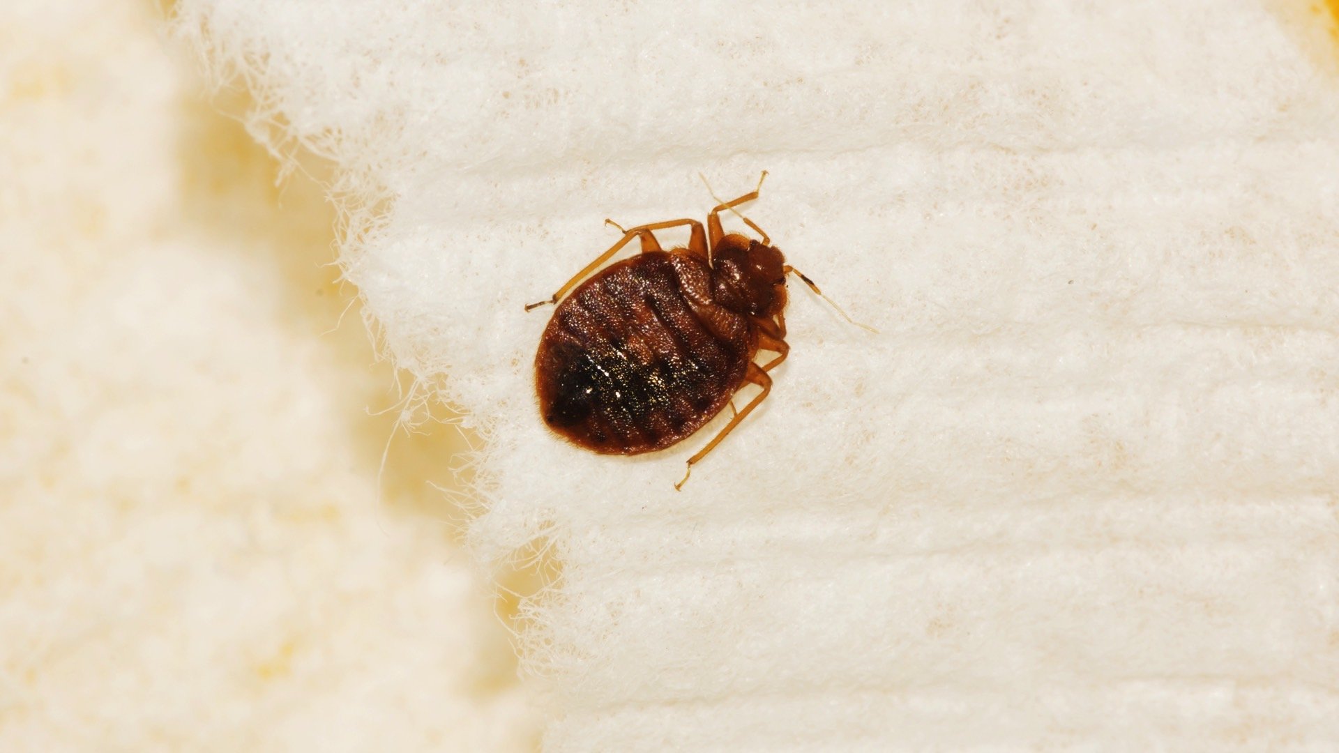 How To Mix Rubbing Alcohol To Kill Bed Bugs