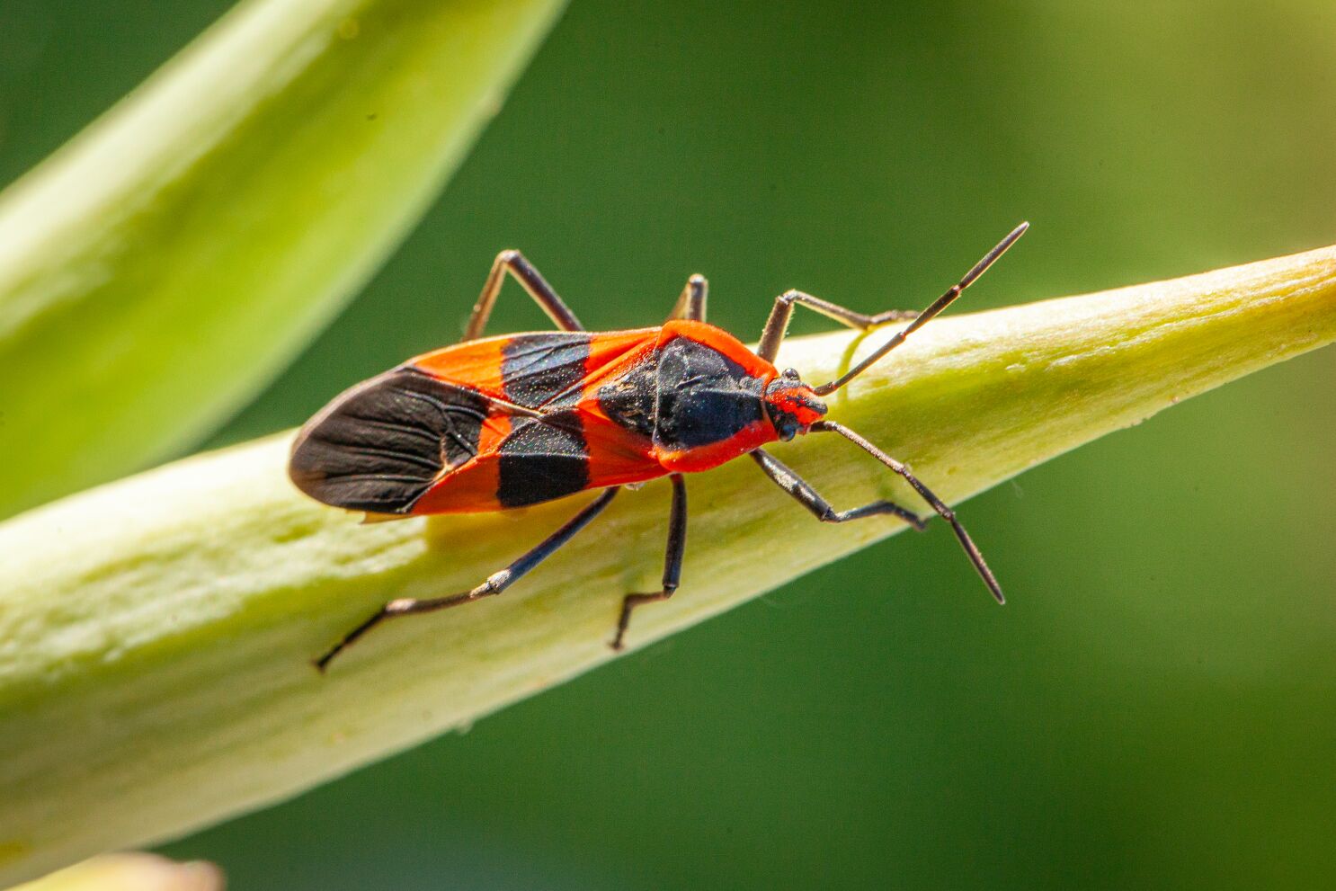 How To Prevent Milkweed Bugs