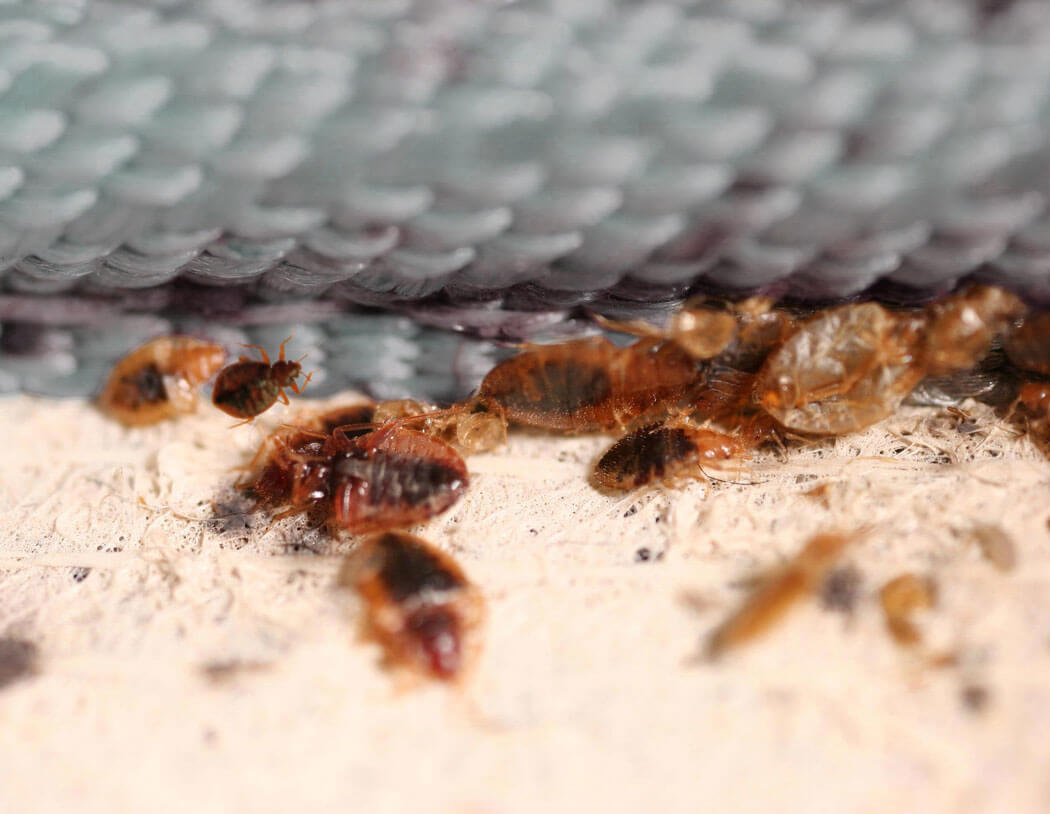 How To Sue A Hotel For Bed Bug Infestation: A Comprehensive Guide For ...