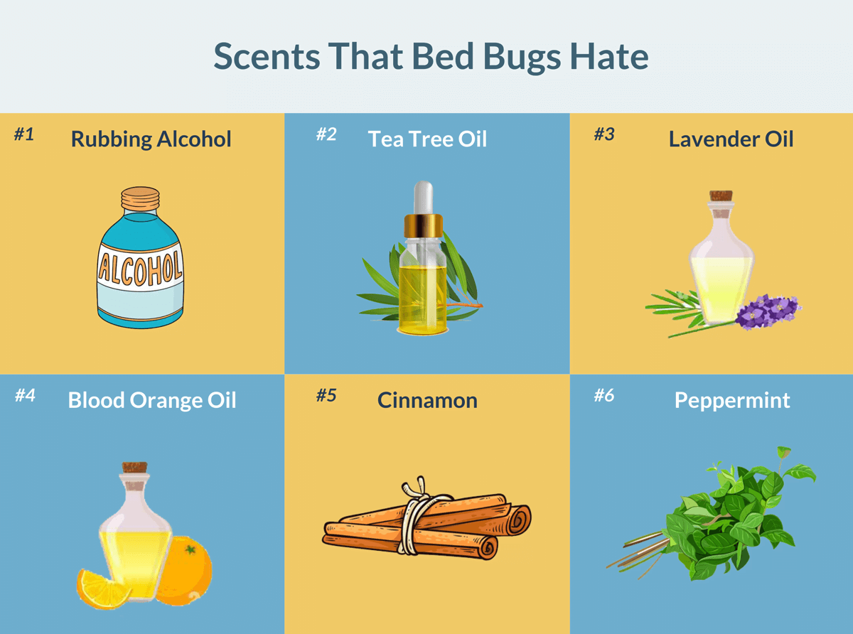 How To Use Lavender Oil For Bed Bug Treatment