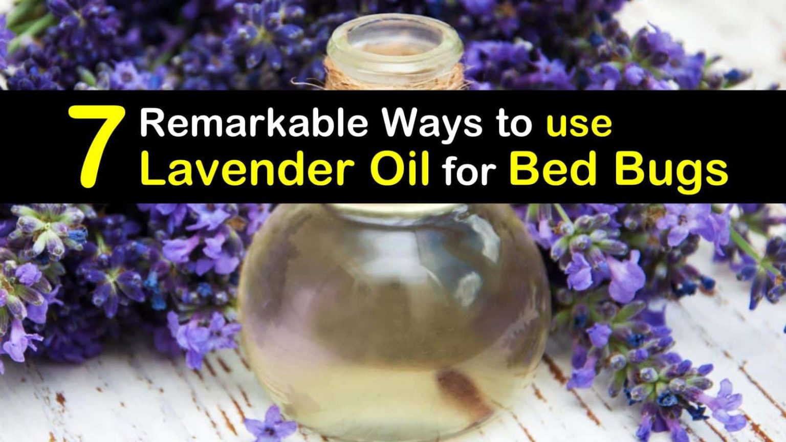 How to Use Lavender Oil to Get Rid of Bed Bugs: An Effective Bug Solution!