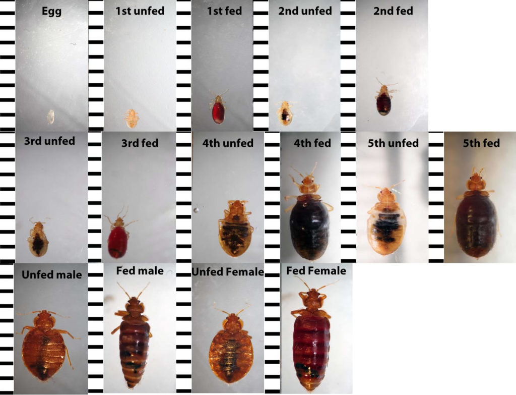 Identification Of Bed Bugs