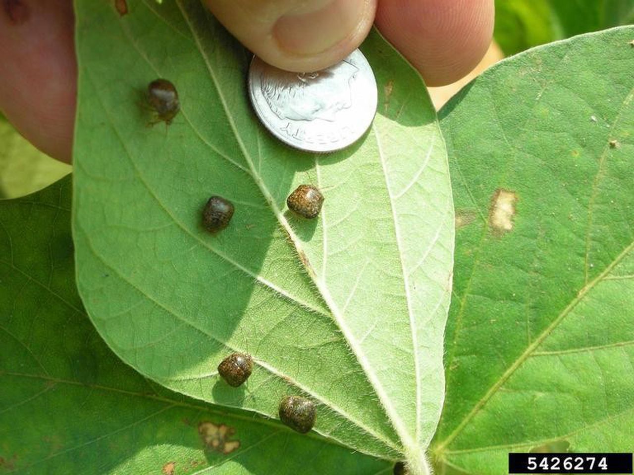 Identifying A Kudzu Bug Infestation
