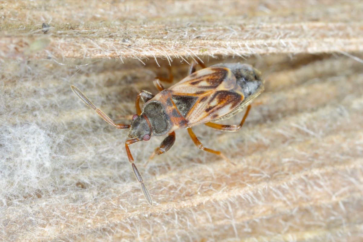 Identifying Elm Seed Bugs