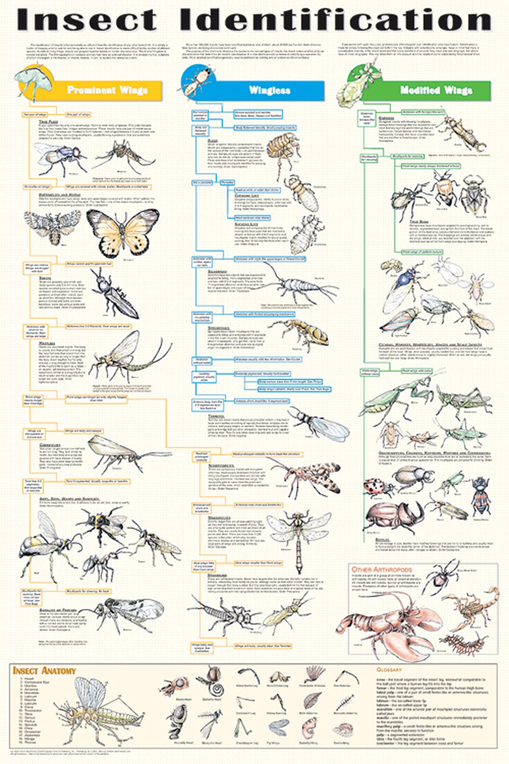 Identifying The Type Of Bug