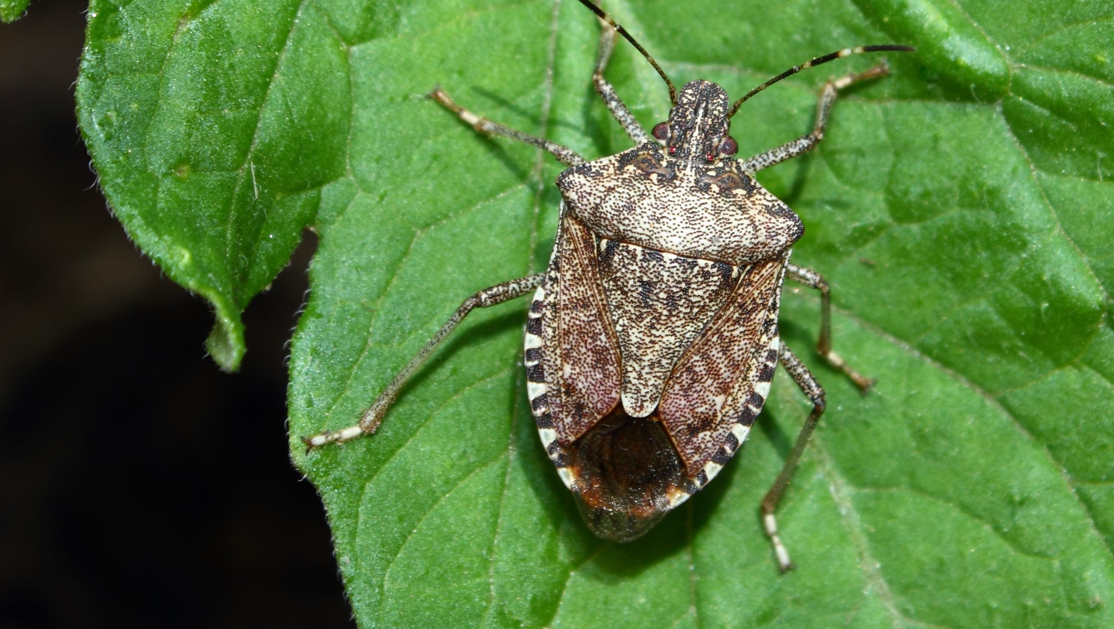 Impact Of Stink Bugs