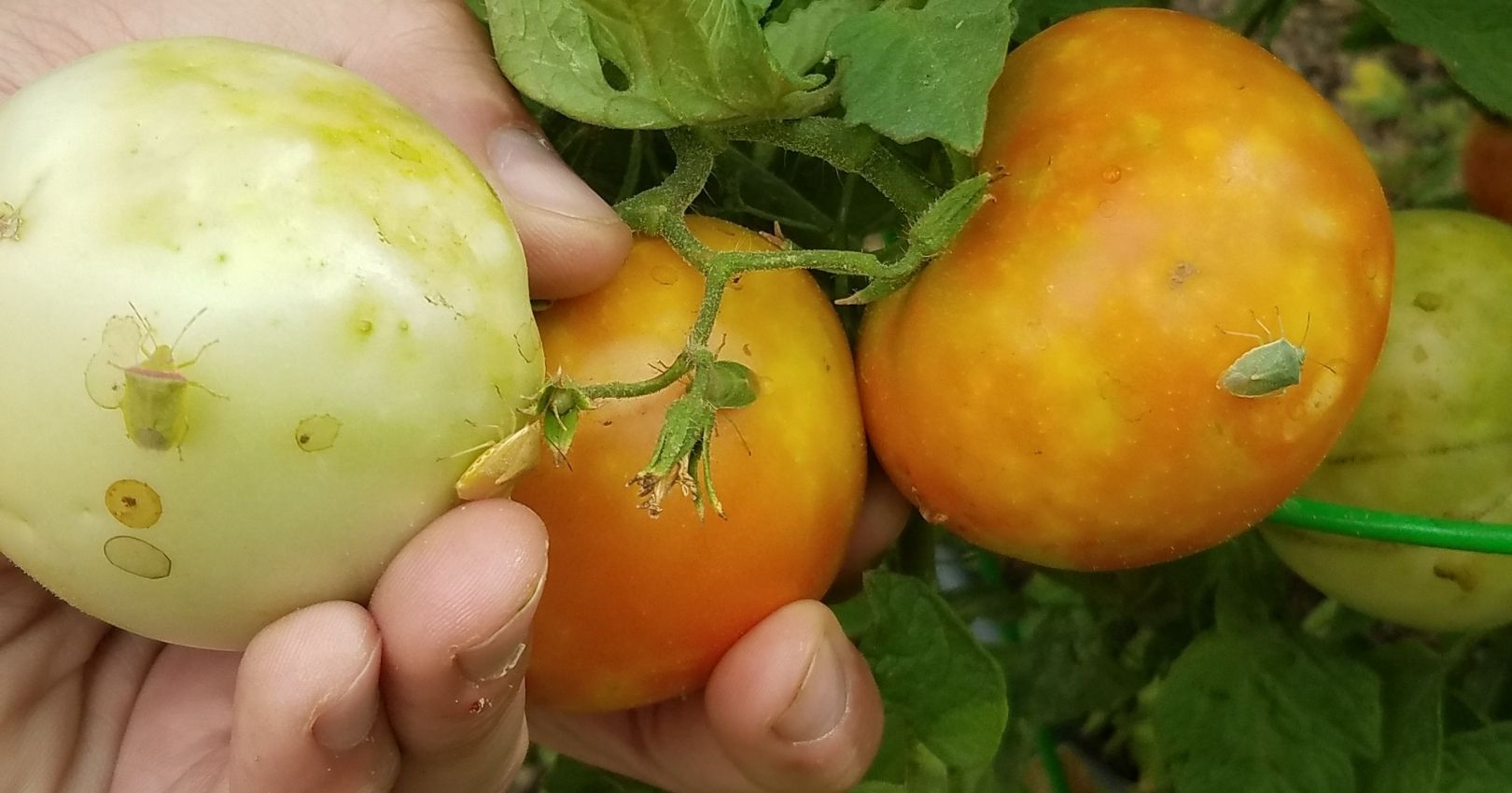 Impacts Of Stink Bugs On Tomatoes