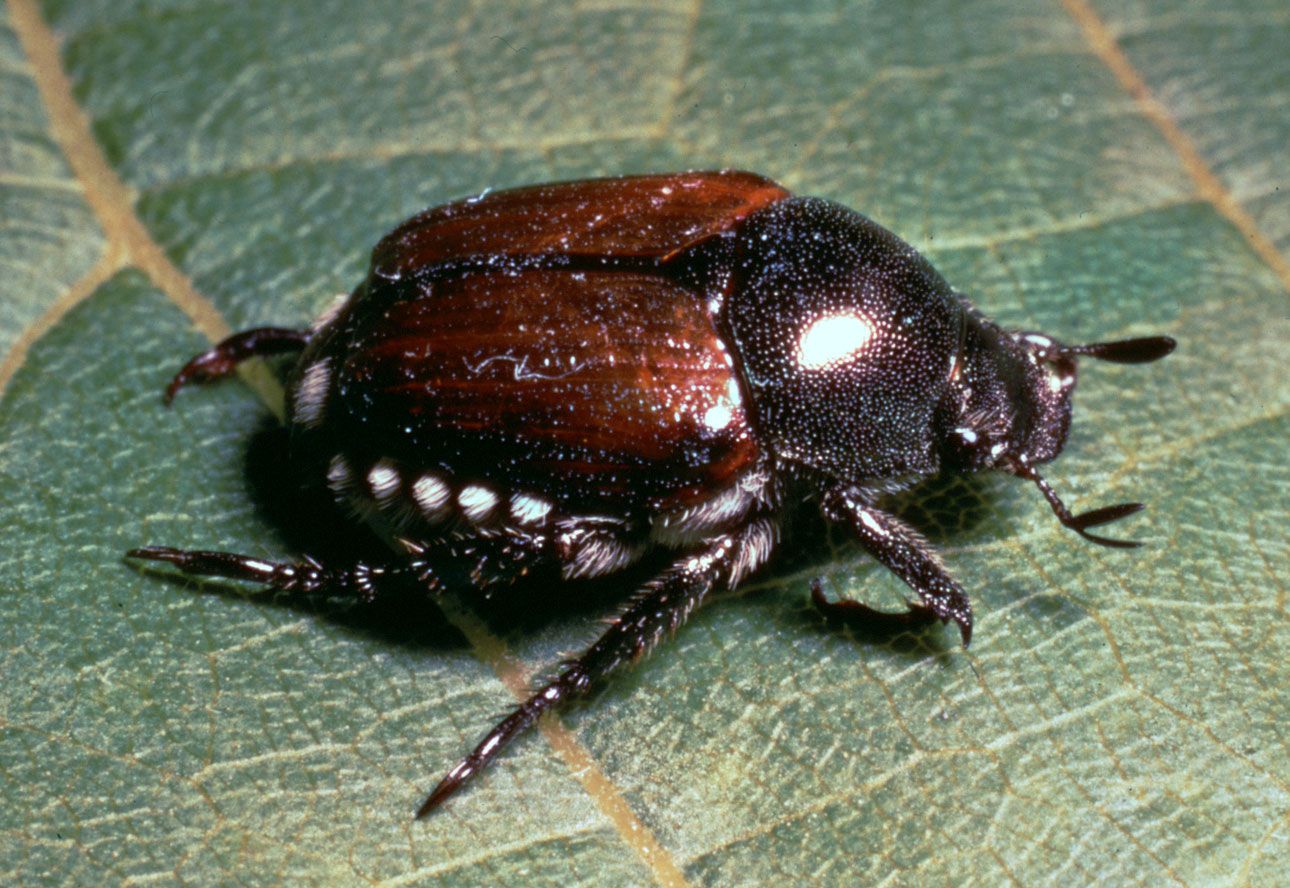 Japanese Beetles