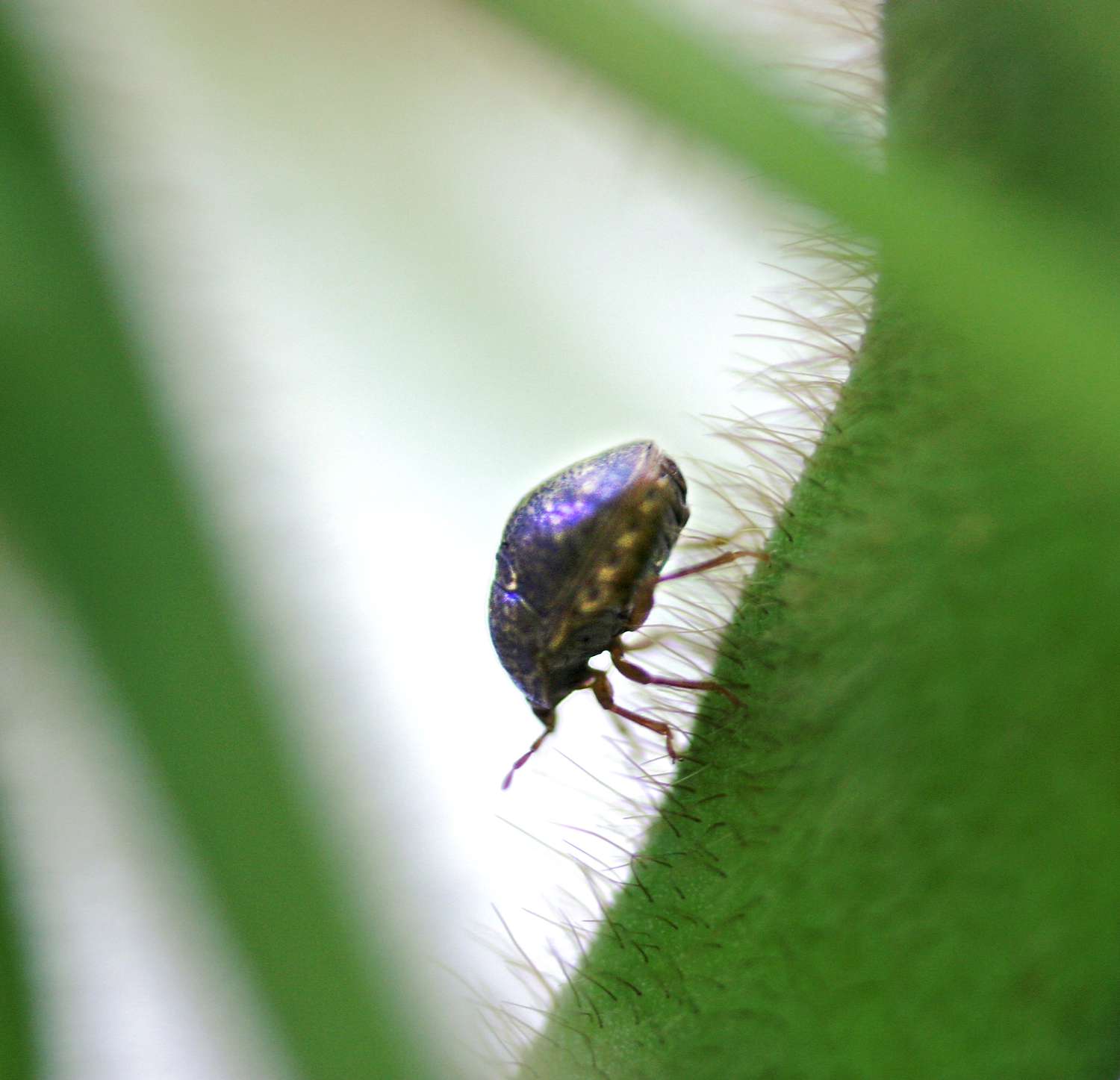 Keep Kudzu Bugs Out Of Your Home