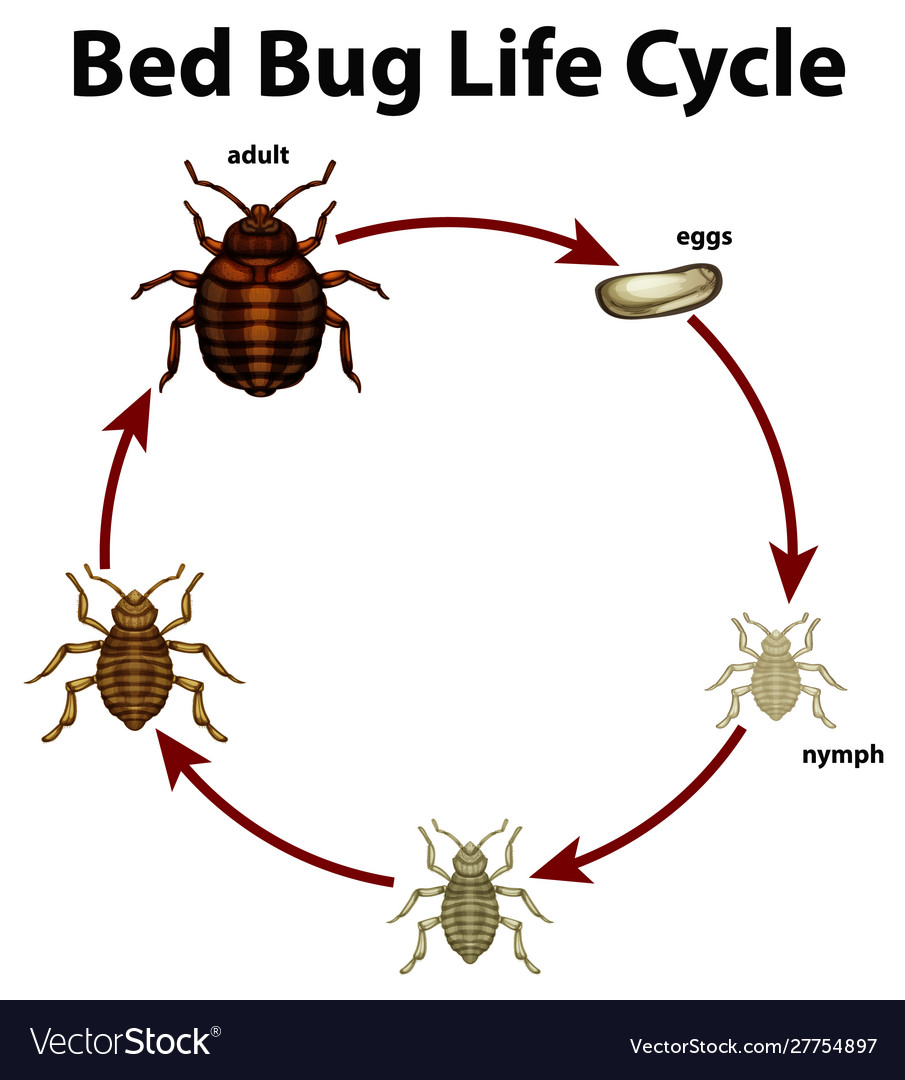 Life Cycle