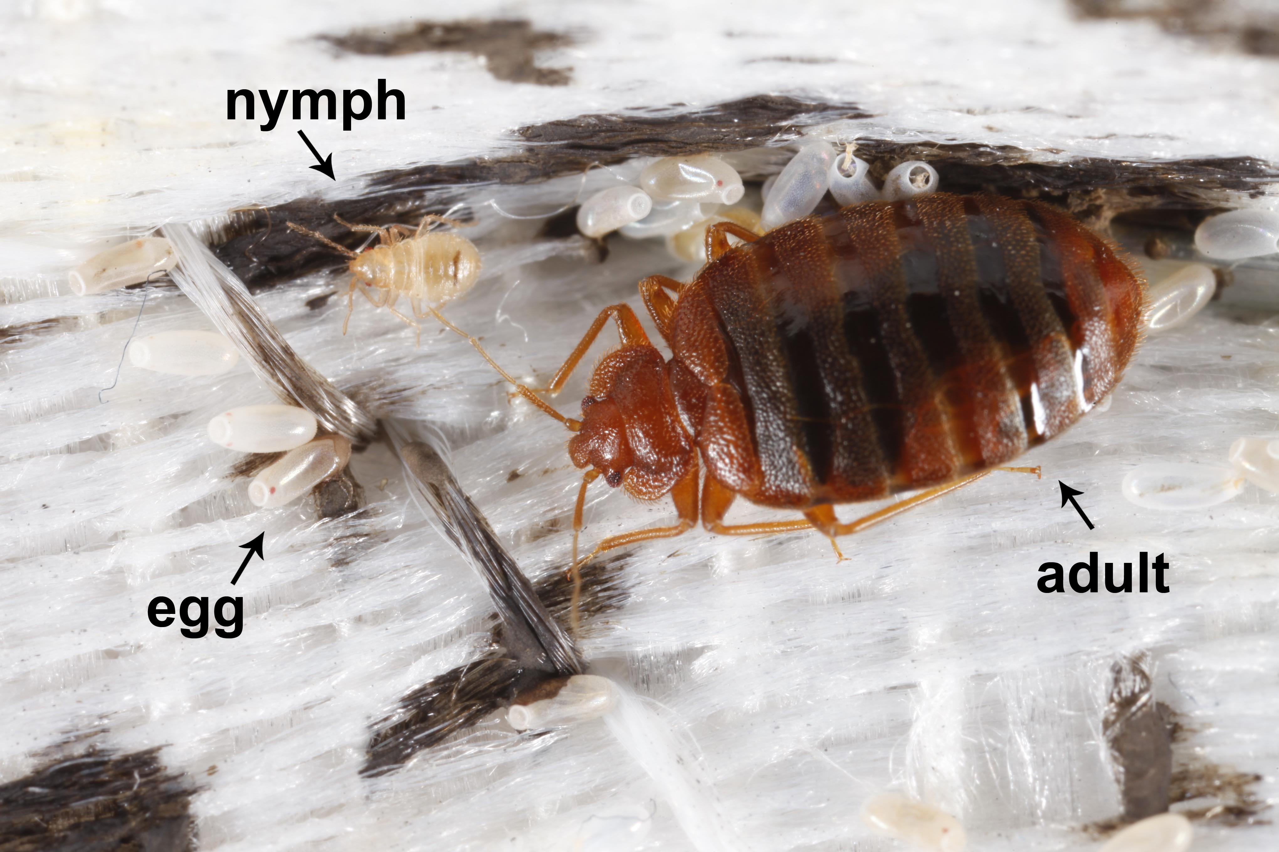 Movement Of Bed Bugs