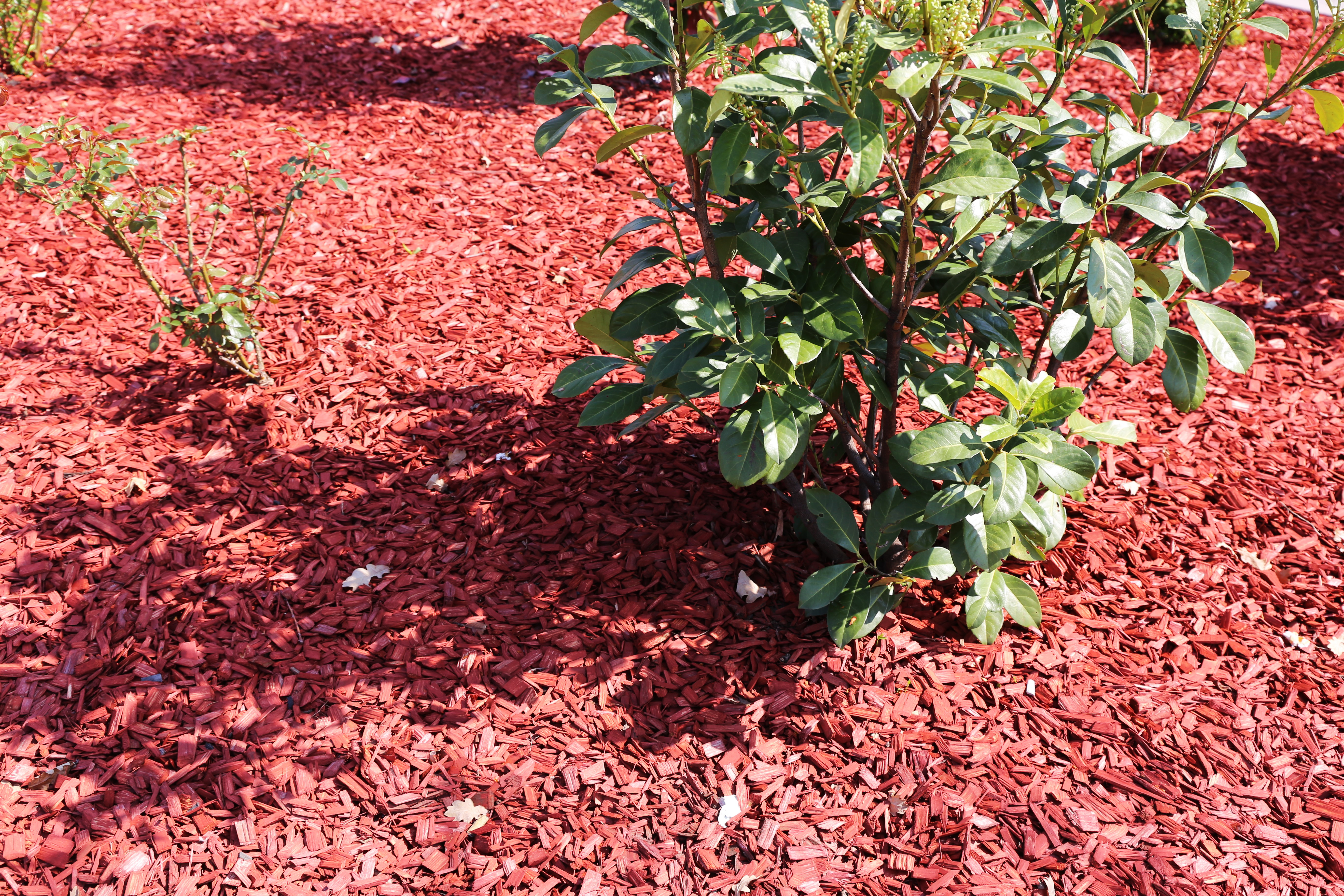 Mulching Techniques To Repel Bugs